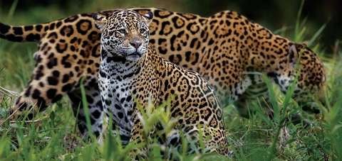 Jaguar Panthera onca Parque Amboró Bolivia