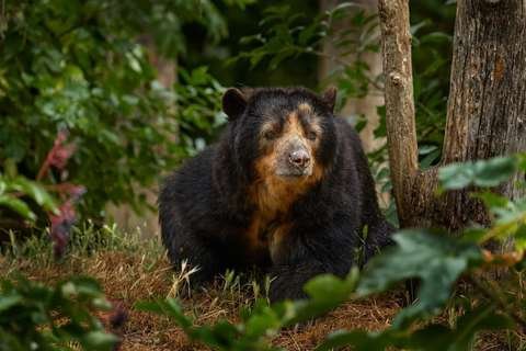 Jucumari / Oso andino Tremarctos ornatus Parque Amboró Bolivia