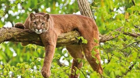 Puma Puma concolor Parque Amboró Bolivia