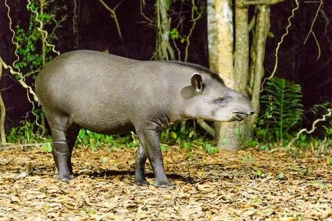 Tapir amazónico Tapirus terrestris Parque Amboró Bolivia