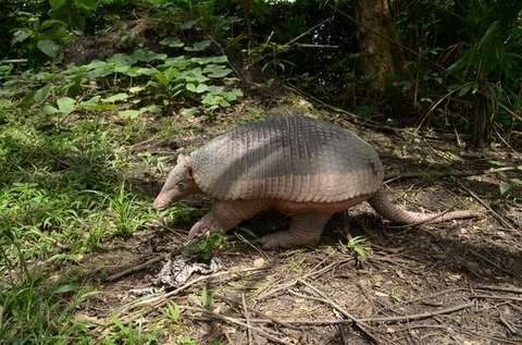 Armadillo gigante Priodontes maximus Parque Amboró Bolivia