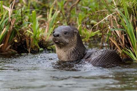 Nutria de río Lontra longicaudis Parque Amboró Bolivia