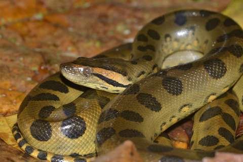 Anaconda verde Eunectes murinus Parque Amboró Bolivia
