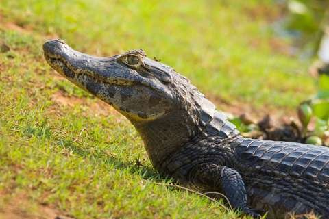 Yacaré negro Melanosuchus niger Parque Amboró Bolivia