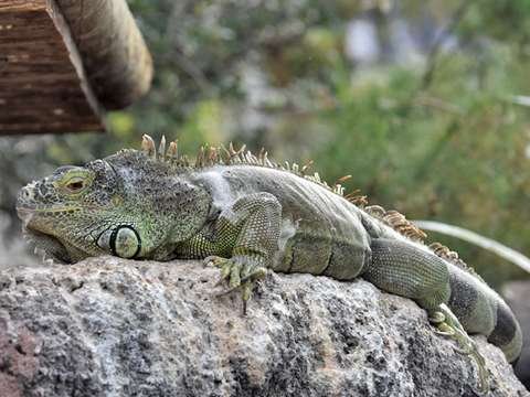 Iguana verde Iguana iguana Parque Amboró Bolivia