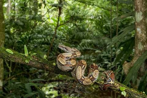Boa constrictor Boa constrictor Parque Amboró Bolivia