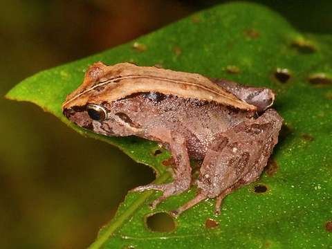 Rana de los Andes Pristimantis spp. Parque Amboró Bolivia