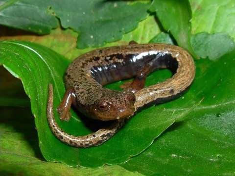 Salamandra andina Bolitoglossa spp. Parque Amboró Bolivia