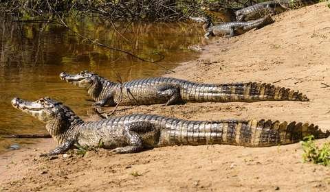 Caimán del Mamoré Caiman yacare Parque Amboró Bolivia