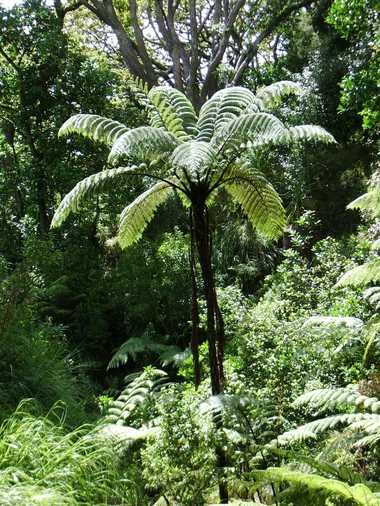 Helecho arbóreo gigante Cyathea / Alsophyla spp.