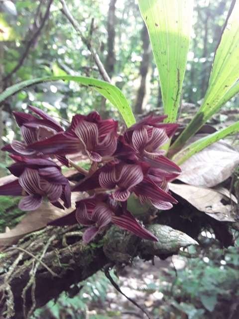 Orquídeas del Amboró 100+ especies documentadas