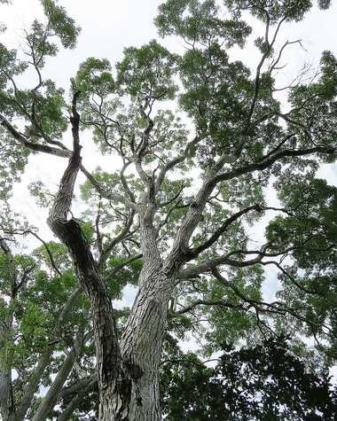 Mara / Caoba americana Swietenia macrophylla Parque Amboró Bolivia