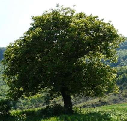 Nogal boliviano Juglans boliviana Parque Amboró Bolivia