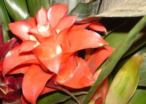 Bromelias y epífitas Familia Bromeliaceae Parque Amboró Bolivia