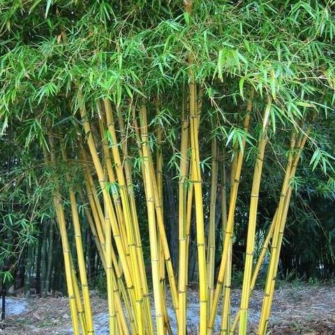 Bambú nativo Chusquea spp.