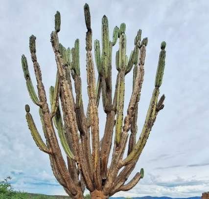 Cactus columnar del Amboró Neocardenasia herzogiana