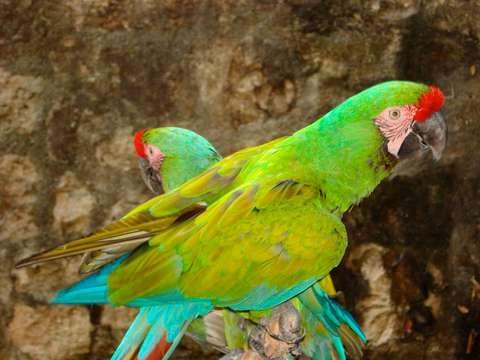 Guacamayo Militar Ara militaris Parque Amboró Bolivia