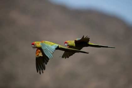 Paraba Frente Roja Ara rubrogenys Bolivia endémica