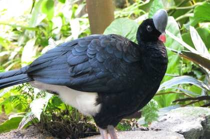 Pava Copete de Piedra Pauxi