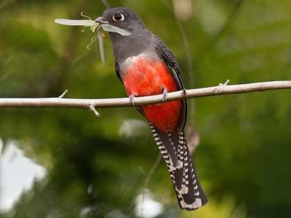 Trogón Coronado Azul Trogon curucui Parque Amboró