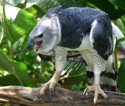 Águila Harpía Harpia harpyja