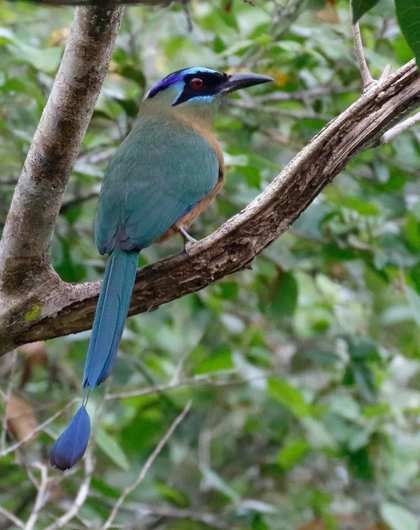 Momoto Amazónico Momotus