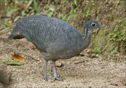 Tinamú Gris Tinamus tao
