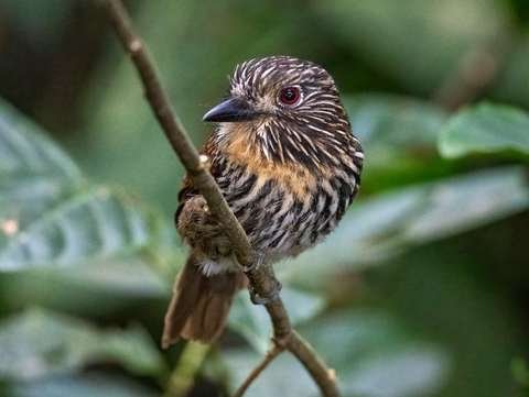 Bigotudo Rayado Malacoptila fulvogularis Refugio Los Volcanes Bolivia