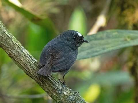 Tapaculo Boliviano Scytalopus bolivianus Parque Amboró Bolivia