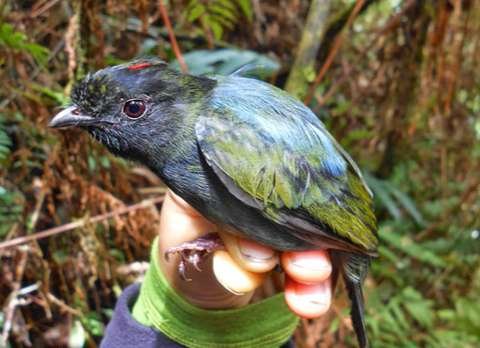 Saltarín de los Yungas Chiroxiphia boliviana endémico Bolivia