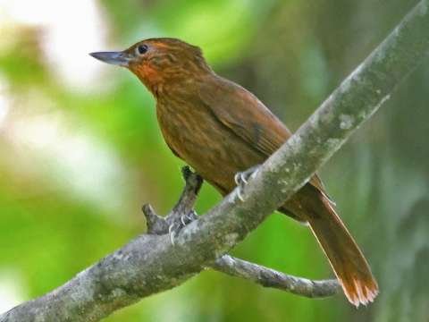 Picovuelto Boliviano Syndactyla striata endémica Bolivia Amboró