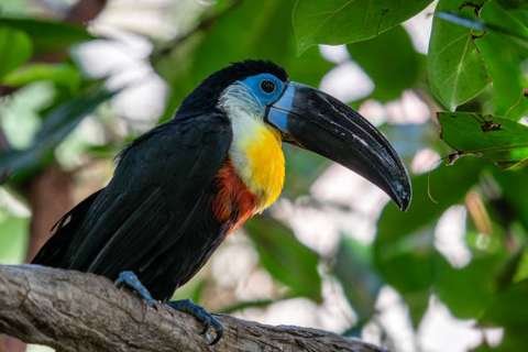 Tucán de Pico Canalado Ramphastos vitellinus Bolivia Amboró