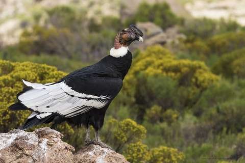 Cóndor Andino Vultur gryphus Parque Nacional Amboró Bolivia