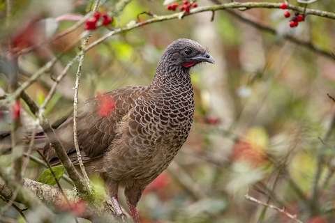 Chachalaca Bigotuda Ortalis guttata Refugio Los Volcanes Bolivia
