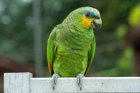 Loro Frente Azul Amazona aestiva Bolivia Parque Amboró