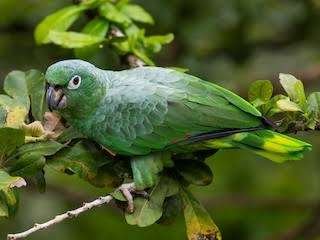 Loro Harinoso