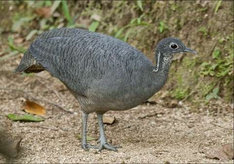 Tinamú Gris
